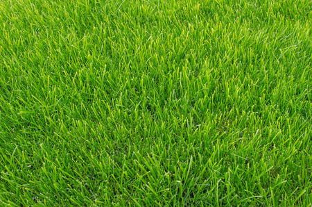 how to make your grass this green